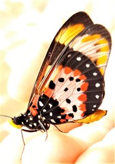 Acraea acara