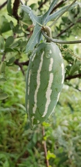 Coccinia sessilifolia sessilifolia