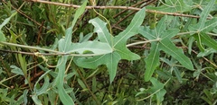 Coccinia sessilifolia sessilifolia