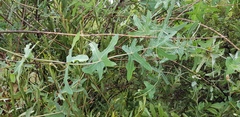 Coccinia sessilifolia sessilifolia