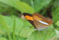 Adelpha cytherea
