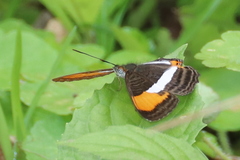 Adelpha cytherea