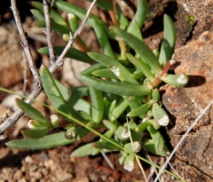 Delosperma monanthemum