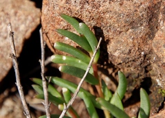 Delosperma monanthemum