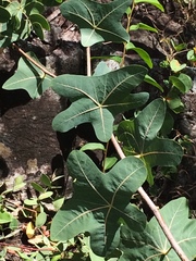 Manihot peltata