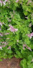 Ocimum labiatum