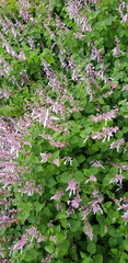 Ocimum labiatum