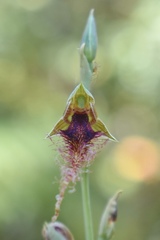 Calochilus therophilus