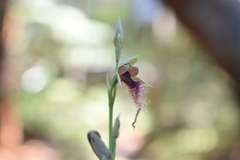 Calochilus therophilus