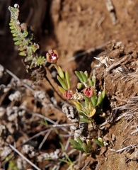 Delosperma grantiae