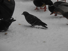 Columba livia domestica