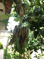 Heraclides anchisiades capys