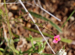 Jamesbrittenia breviflora