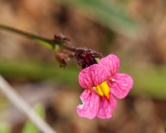 Jamesbrittenia breviflora