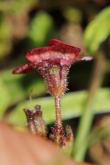 Jamesbrittenia breviflora