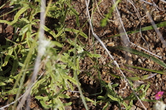 Jamesbrittenia breviflora