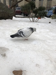 Columba livia domestica