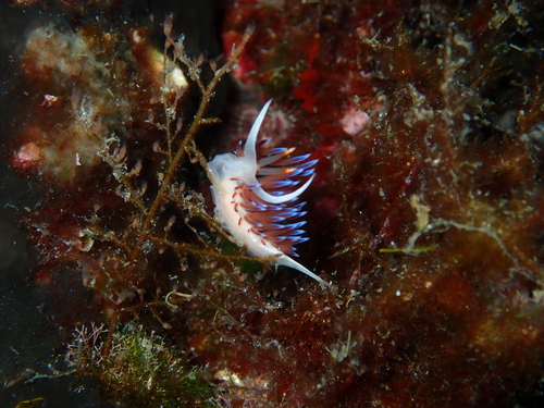 Narančasto-bijela peregrina (Cratena peregrina)