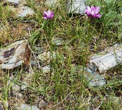 Allium griffithianum