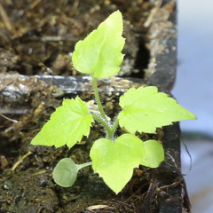Rhodochiton atrosanguineus