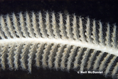 Acanthoptilum gracile