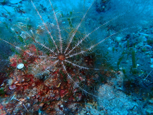 Sredozemna dlakavica (Antedon mediterranea)
