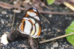 Eresia