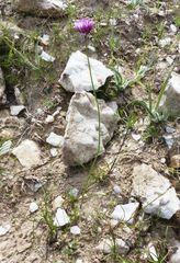 Allium griffithianum