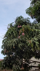 Mangifera