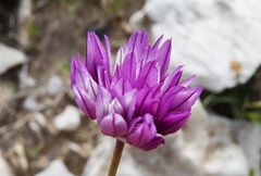 Allium griffithianum