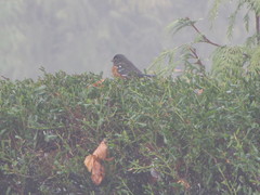 Pipilo maculatus oregonus