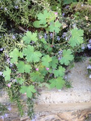 Geranium rotundifolium