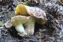 Suillus punctatipes