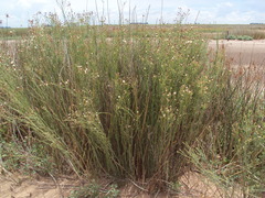 Baccharis juncea