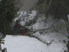 Pipilo maculatus oregonus