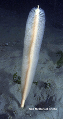 Stylatula elongata image