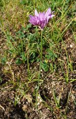 Allium griffithianum