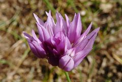 Allium griffithianum