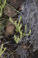 Crassula lanceolata
