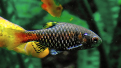 Odessa Barb photo 3