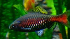 Odessa Barb photo 4