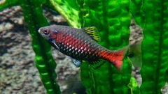 Odessa Barb photo 5
