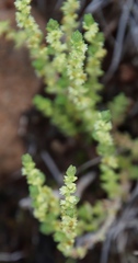Crassula lanceolata