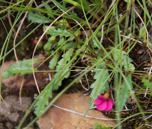 Image of Hermannia coccocarpa by (c) Tony Rebelo, some rights reserved (CC BY-SA)