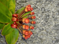 Marcgraviastrum subsessile