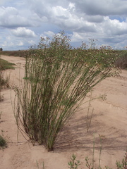 Baccharis juncea