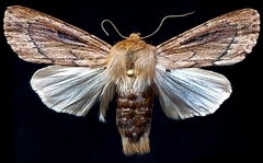 Ufeus plicatus