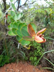 Marcgraviastrum subsessile