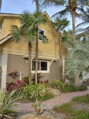 Coccothrinax barbadensis