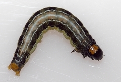 Hyblaea occidentalium